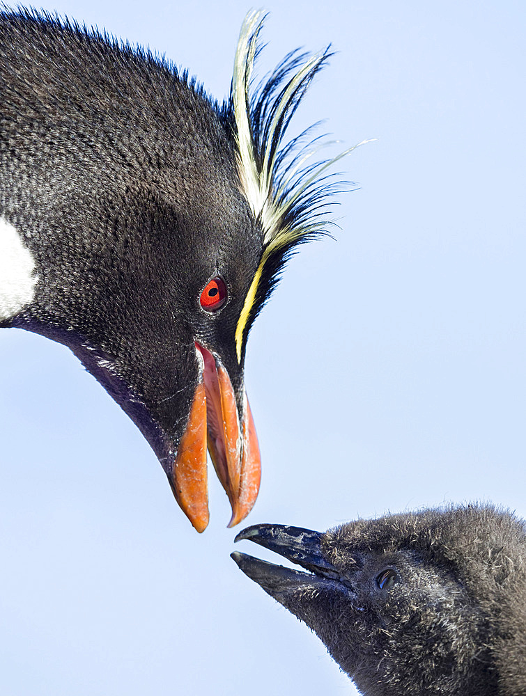 Chick with adult on Bleaker Island. Rockhopper Penguin (Eudyptes chrysocome), subspecies Southern Rockhopper Penguin (Eudyptes chrysocome chrysocome). South America, Falkland Islands, January