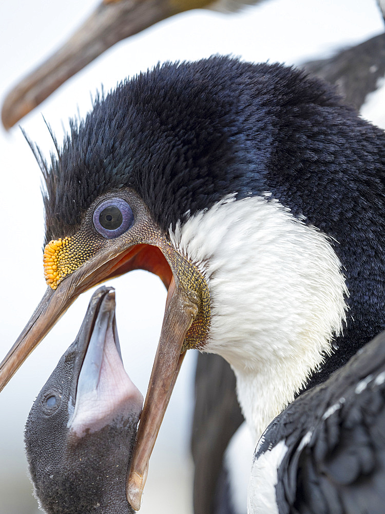 Feeding of chicks. Imperial Shag also called King Shag, blue-eyed Shag, blue-eyed Cormorant (Phalacrocorax atriceps or Leucarbo atriceps). South America, Falkland Islands, January