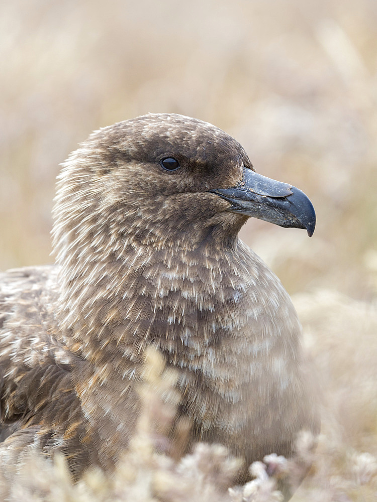 Falkland Skua or Brown Skua (Stercorarius antarcticus, exact taxonomy is under dispute). They are the great skuas of the southern polar and subpolar region. South America, Falkland Islands, January