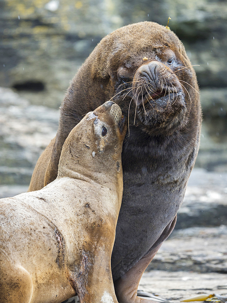 Dominant bull with female ready to mate. South American sea lion (Otaria flavescens, formerly Otaria byronia), also called the Southern Sea Lion or Patagonian sea lion. South America, Falkland Islands