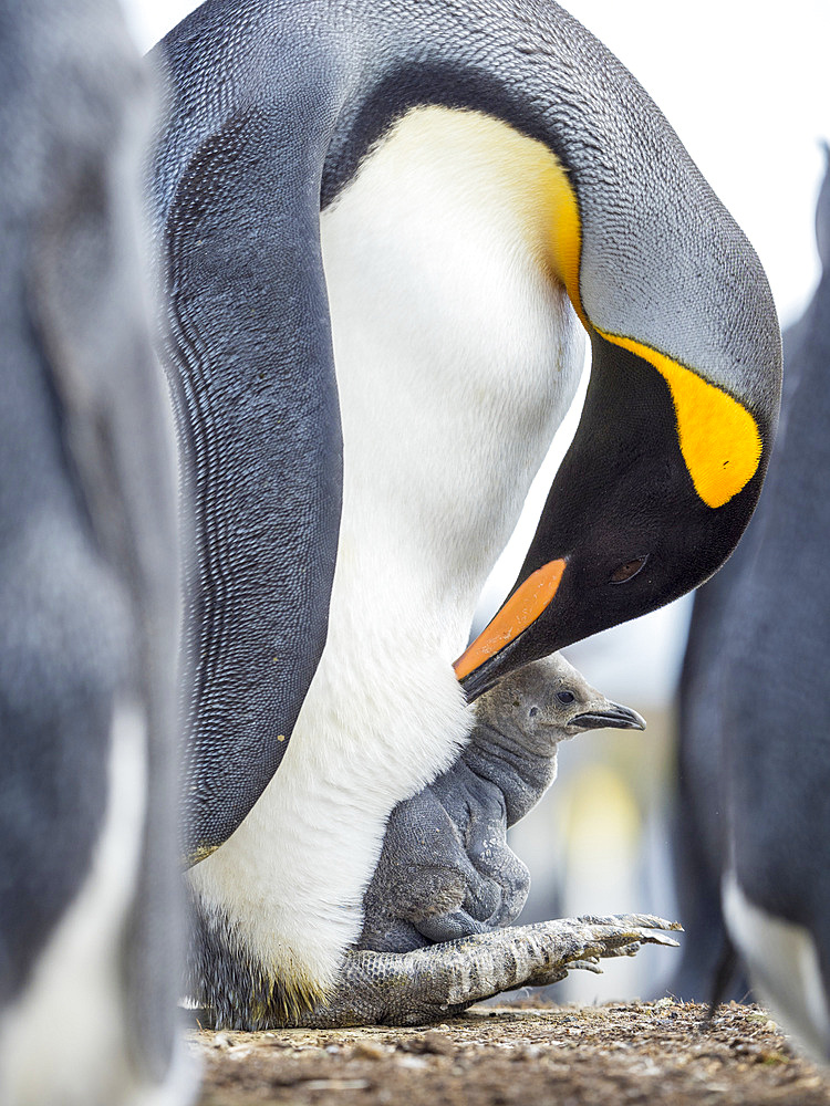 Chick balancing on the feet of a parent. King Penguin (Aptenodytes patagonicus) on the Falkland Islands in the South Atlantic. South America, Falkland Islands, January