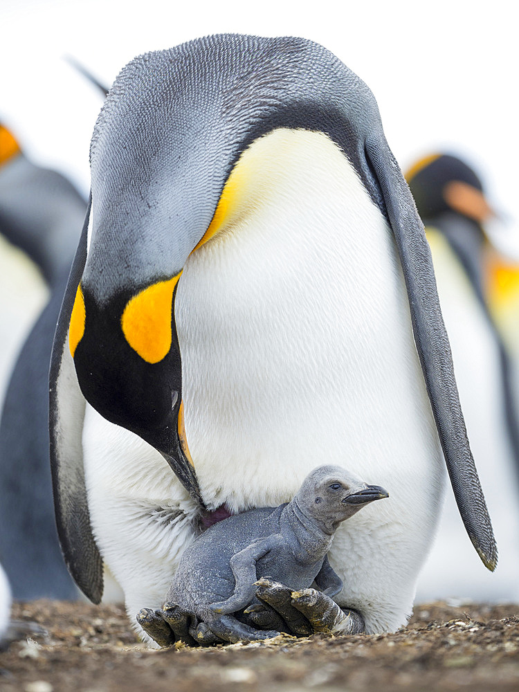 Chick balancing on the feet of a parent. King Penguin (Aptenodytes patagonicus) on the Falkland Islands in the South Atlantic. South America, Falkland Islands, January