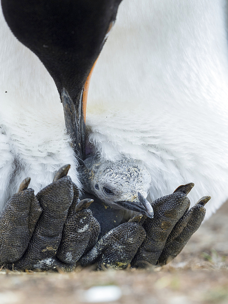 Chick balancing on the feet of a parent. King Penguin (Aptenodytes patagonicus) on the Falkland Islands in the South Atlantic. South America, Falkland Islands, January