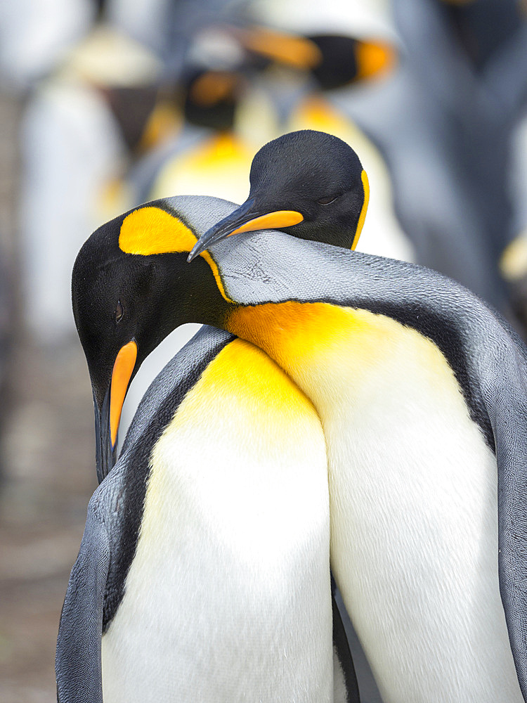 Courtship display. King Penguin (Aptenodytes patagonicus) on the Falkland Islands in the South Atlantic. South America, Falkland Islands, January