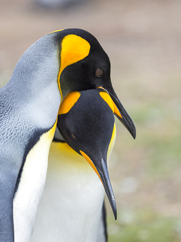 Courtship display. King Penguin (Aptenodytes patagonicus) on the Falkland Islands in the South Atlantic. South America, Falkland Islands, January