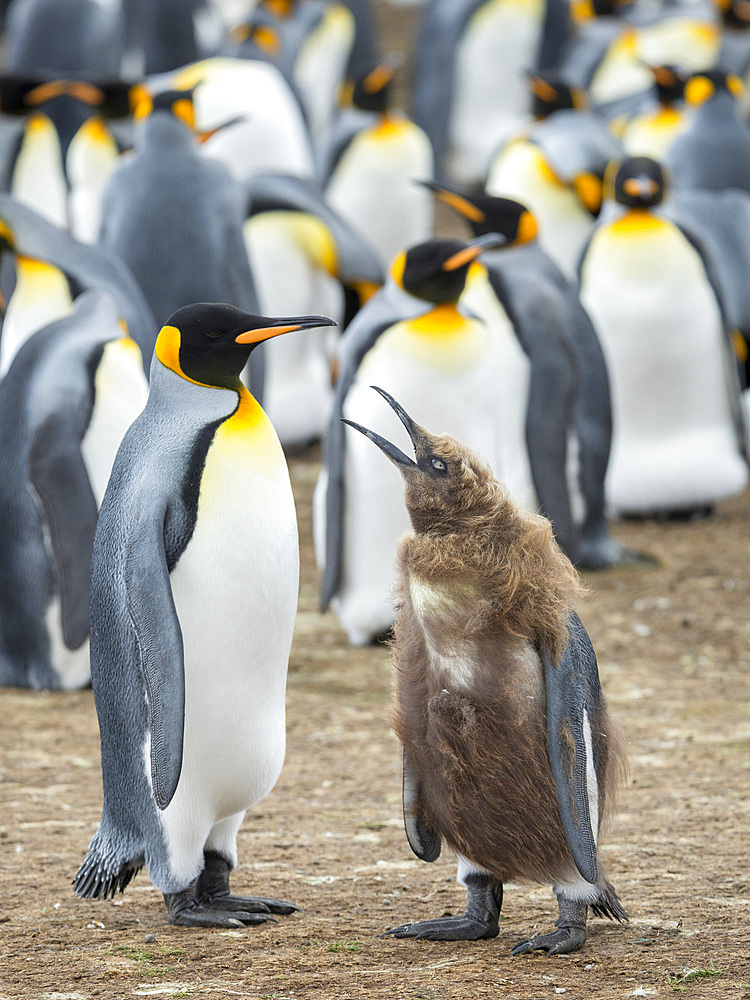 Feeding a chick in brown plumage. King Penguin (Aptenodytes patagonicus) on the Falkland Islands in the South Atlantic. South America, Falkland Islands, January