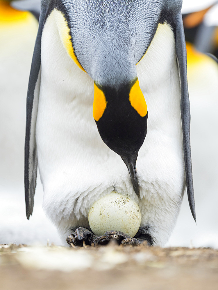 Egg being incubated by adult while balancing on feet. King Penguin (Aptenodytes patagonicus) on the Falkland Islands in the South Atlantic. South America, Falkland Islands, January