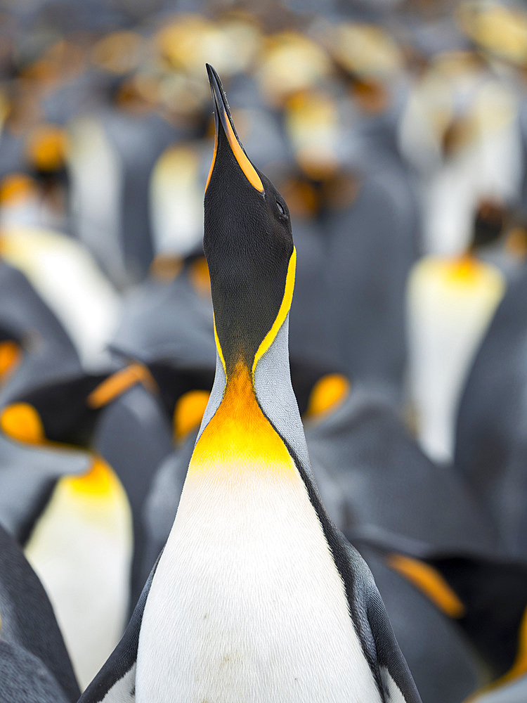 King Penguin (Aptenodytes patagonicus) on the Falkland Islands in the South Atlantic. South America, Falkland Islands, January