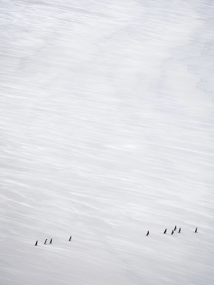 Group on empty beach. Magellanic Penguin (Spheniscus magellanicus). South America, Falkland Islands, January