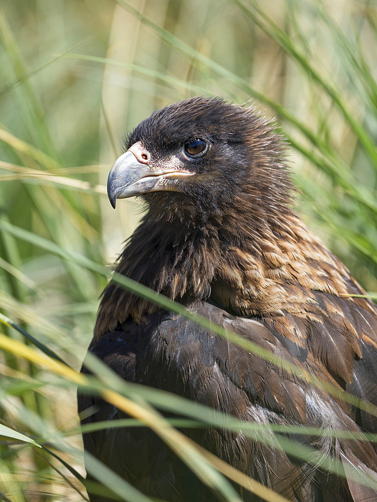 Juvenile with typical pale skin in face. Striated Caracara or Johnny Rook (Phalcoboenus australis), protected, endemic to the Falklands and highly intelligent bird of prey. South America, Falkland Islands, January