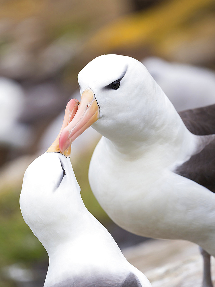 Black-browed albatross or black-browed mollymawk (Thalassarche melanophris), typical courtship and greeting behaviour. South America, Falkland Islands, January