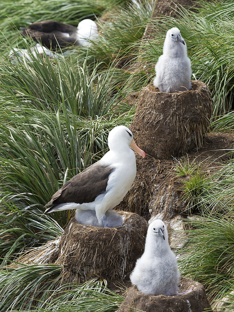 Colony with chicks on tower shaped nest. Black-browed albatross or black-browed mollymawk (Thalassarche melanophris). South America, Falkland Islands, January