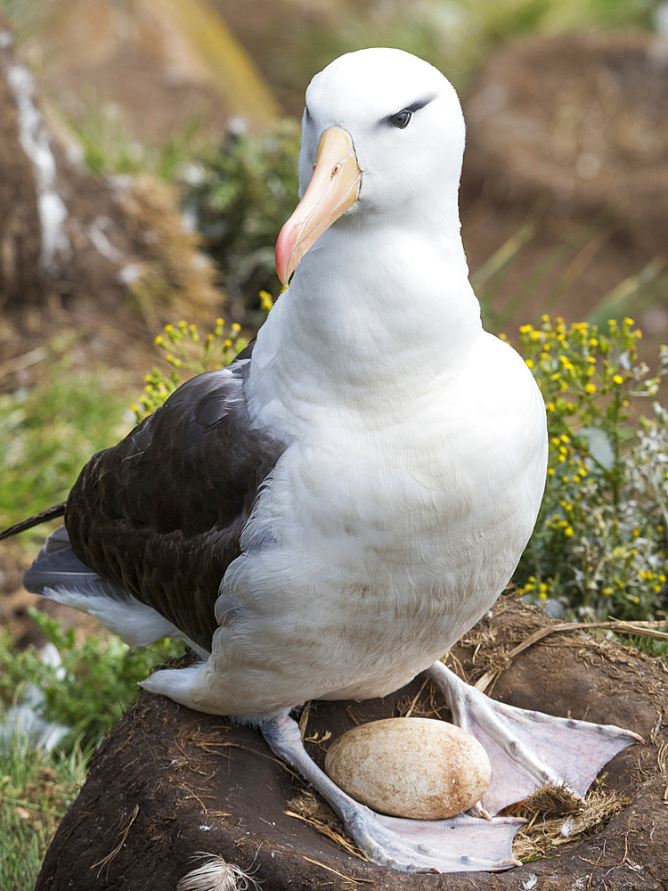 Adult with egg on tower shaped nest. Black-browed albatross or black-browed mollymawk (Thalassarche melanophris). South America, Falkland Islands, January