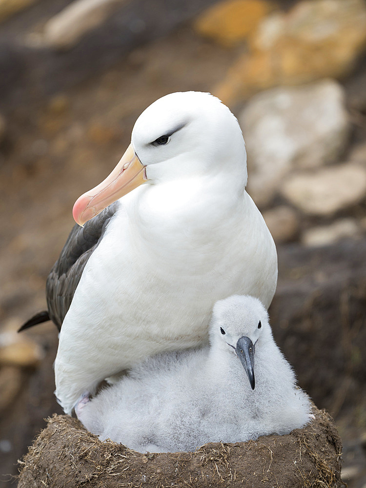 Adult and chick on tower shaped nest. Black-browed albatross or black-browed mollymawk (Thalassarche melanophris). South America, Falkland Islands, January