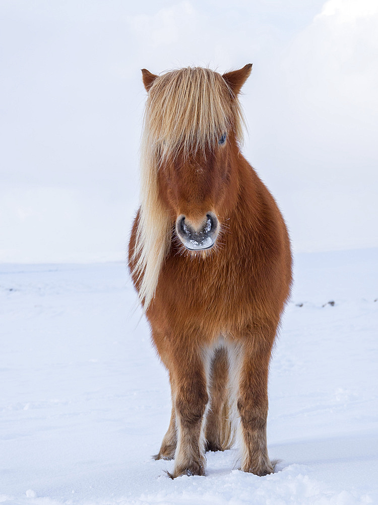 Icelandic Horse in fresh snow in Iceland. It is the traditional breed for Icealnd and traces its origin back to the horses of the old vikings. Europe, Northern Europe, Iceland