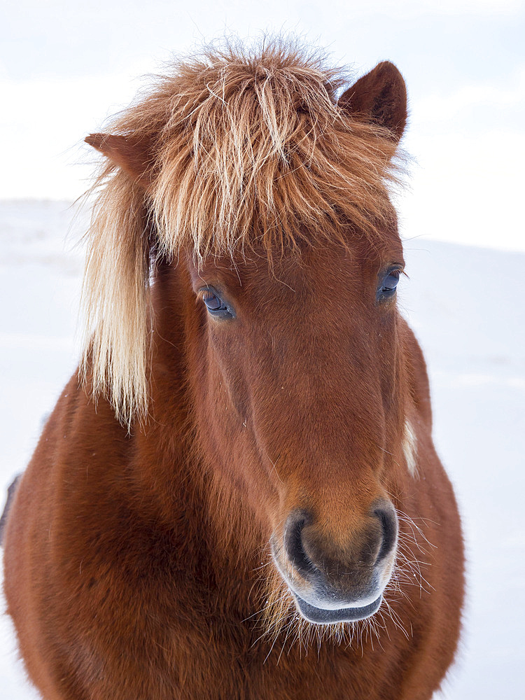 Icelandic Horse in fresh snow in Iceland. It is the traditional breed for Icealnd and traces its origin back to the horses of the old vikings. Europe, Northern Europe, Iceland