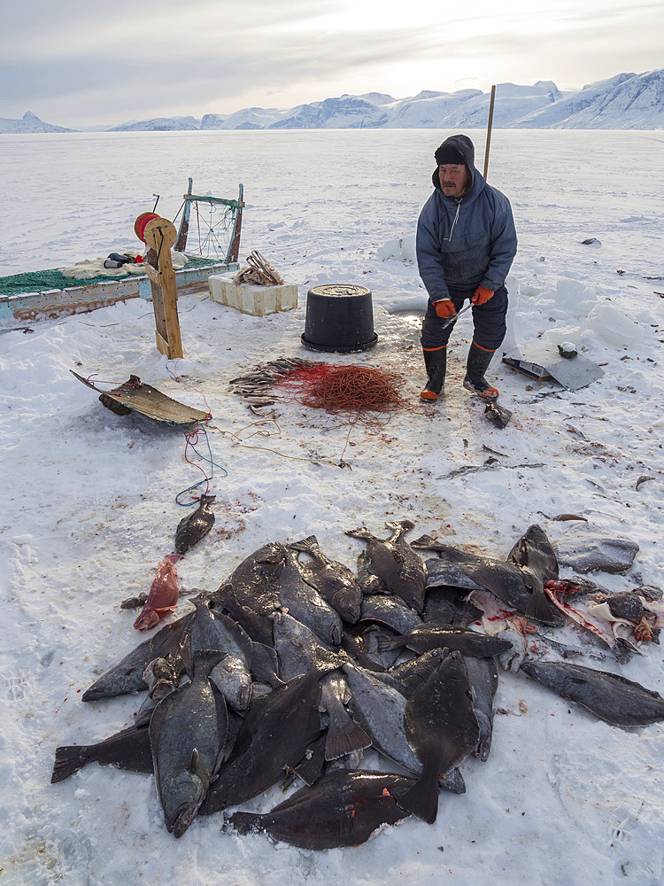 Fishermen in the Uummannaq Fjord System, north west Greenland. The fjords are frozen during winter, the fishermen use motor or dog sleds to drive to holes in the ice to lower up to 1000m long lines with bait. North America, Greenland