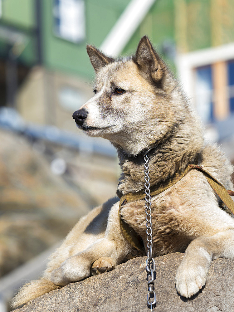 Sled dogs in the small town Uummannaq in the north of west greenland. During winter the dogs are still used as dog teams to pull sledges of fishermen. America, North America, Greenland, Denmark