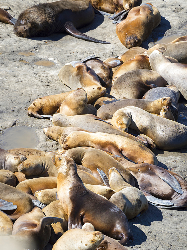 South American sea lion (Otaria flavescens) also called Southern Sea Lion and Patagonian Sea Lion, colony in the National Park Valdes. Valdes is listed as UNESCO world heritage. South America, Argentina, Chubut