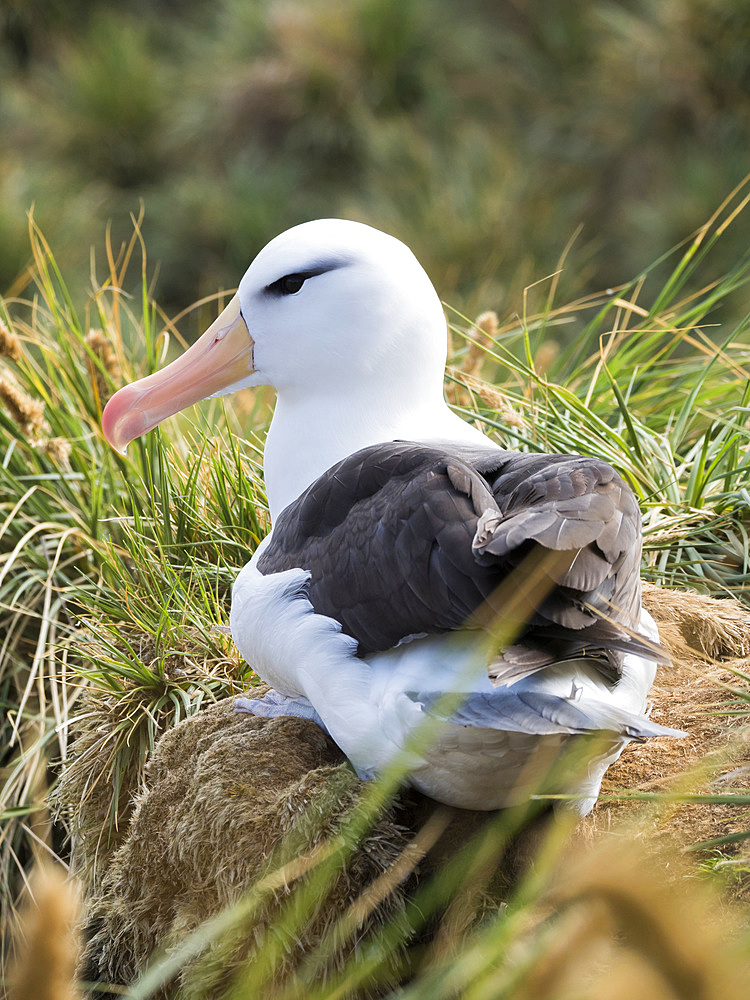 Black-browed albatross or black-browed mollymawk (Thalassarche melanophris). South America, Falkland Islands, November