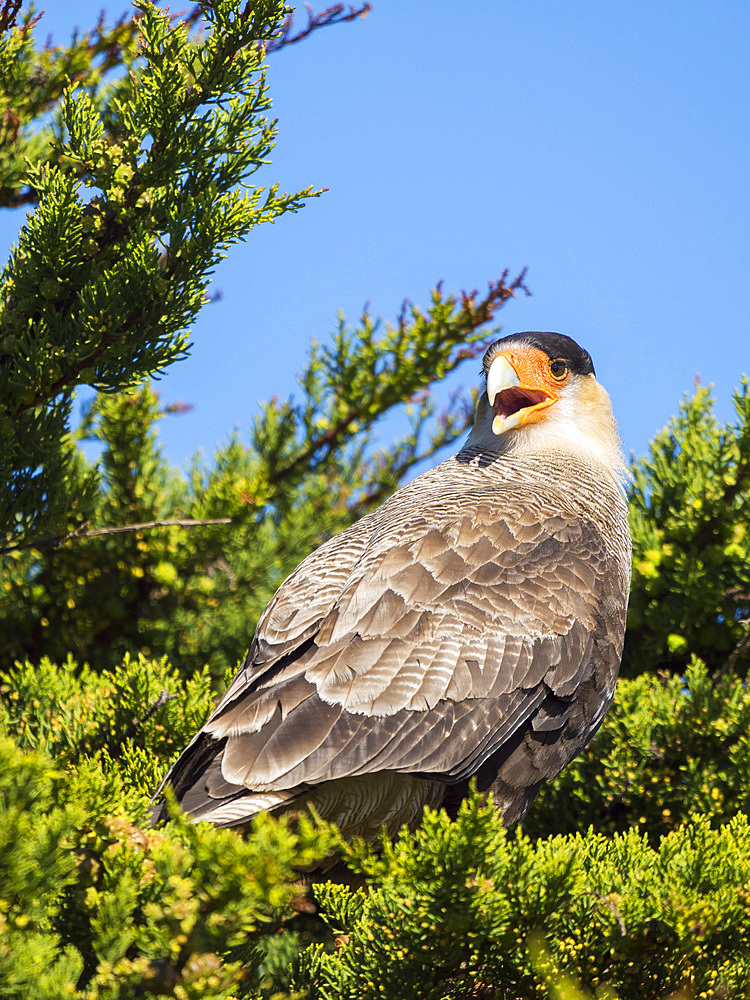 Southern crested caracara (Caracara plancus), Carcass Island. South America, Falkland Islands