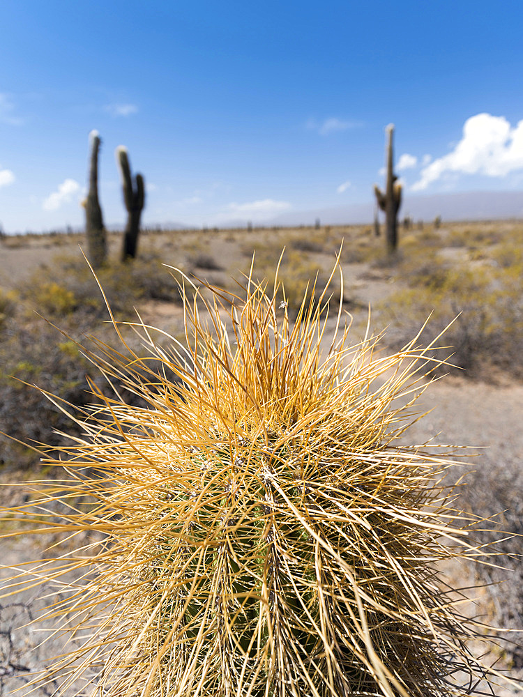 National Park Los Cardones in the region Valles Calchaquies near Cachi, province salta. The NP is protecting the cactus Cardon ( Echinopsis atacamensis ). South America, Argentina, Cachi, November