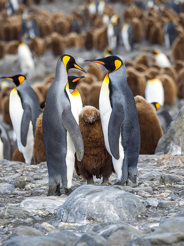 King Penguin (Aptenodytes patagonicus) on the island of South Georgia, the rookery in St. Andrews Bay. Feeding behaviour. Antarctica, Subantarctica, South Georgia