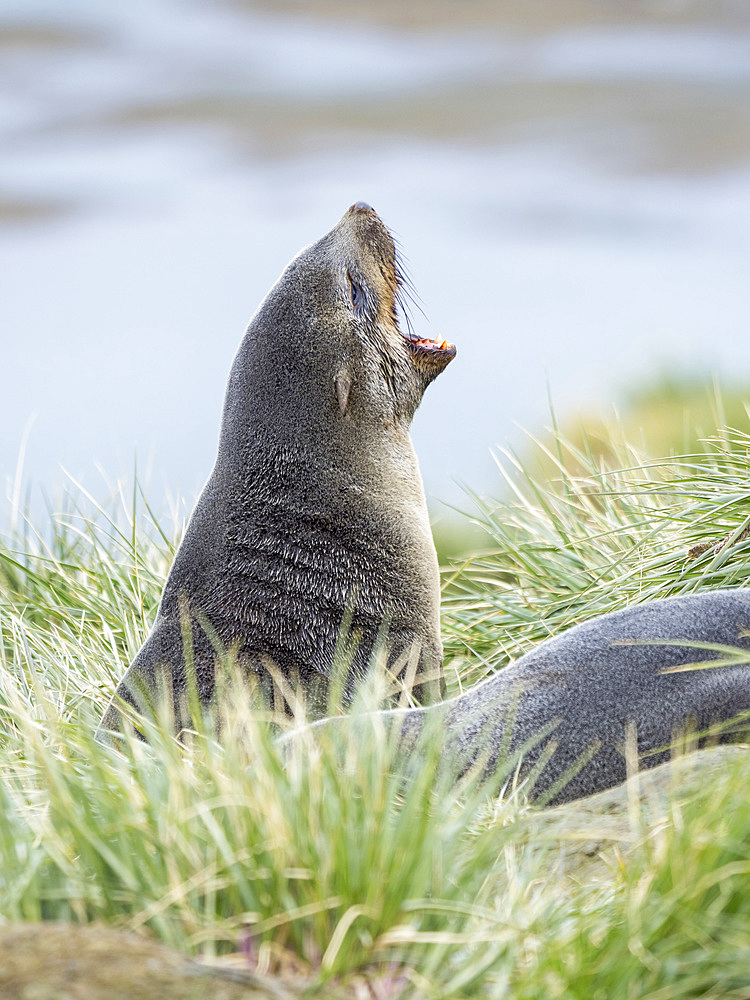 Antarctic Fur Seal (Arctocephalus gazella) in typical Tussock Grass. Antarctica, Subantarctica, South Georgia, October