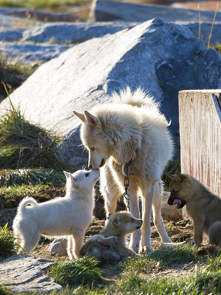 Sled Dogs. The Inuit village Oqaatsut (once called Rodebay) located in the Disko Bay. America, North America, Greenland, Denmark