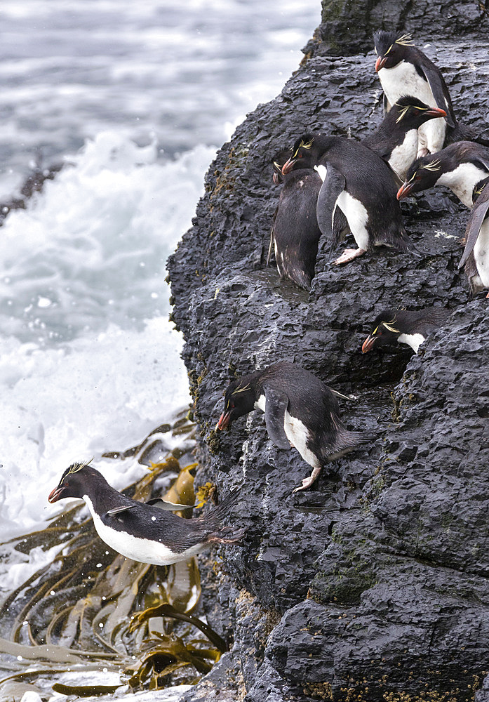 Rockhopper Penguin (Eudyptes chrysocome), subspecies western rockhopper penguin (Eudyptes chrysocome chrysocome). Climbing down the cliffs to jump into the sea. South America, Falkland Islands, January