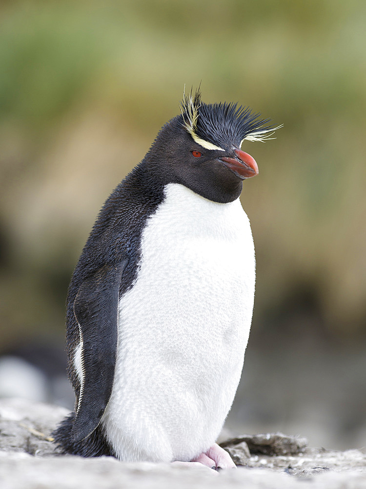 Rockhopper Penguin (Eudyptes chrysocome), subspecies western rockhopper penguin (Eudyptes chrysocome chrysocome). South America, Falkland Islands, January