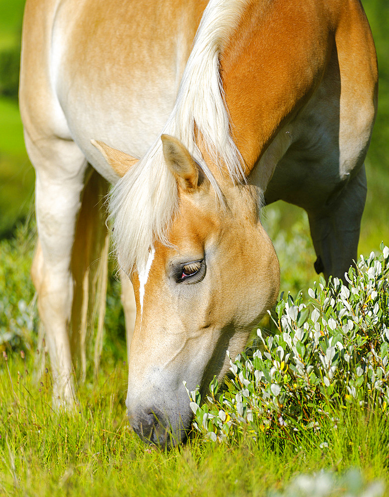 Haflinger Horse on its mountain pasture (Shieling) in the Oetztal Alps in the Rofen Valley near Vent. Europe, Austria, Tyrol