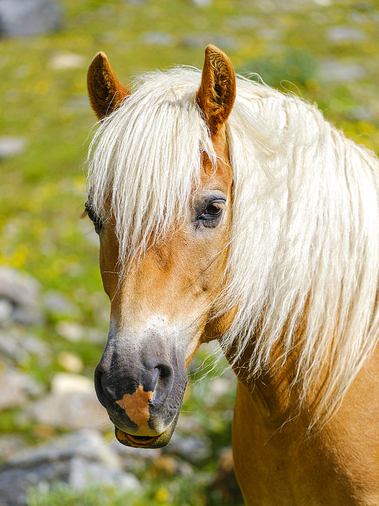 Haflinger Horse on its mountain pasture (Shieling) in the Oetztal Alps (Obergurgl, Rotmoostal). Europe, Austria, Tyrol