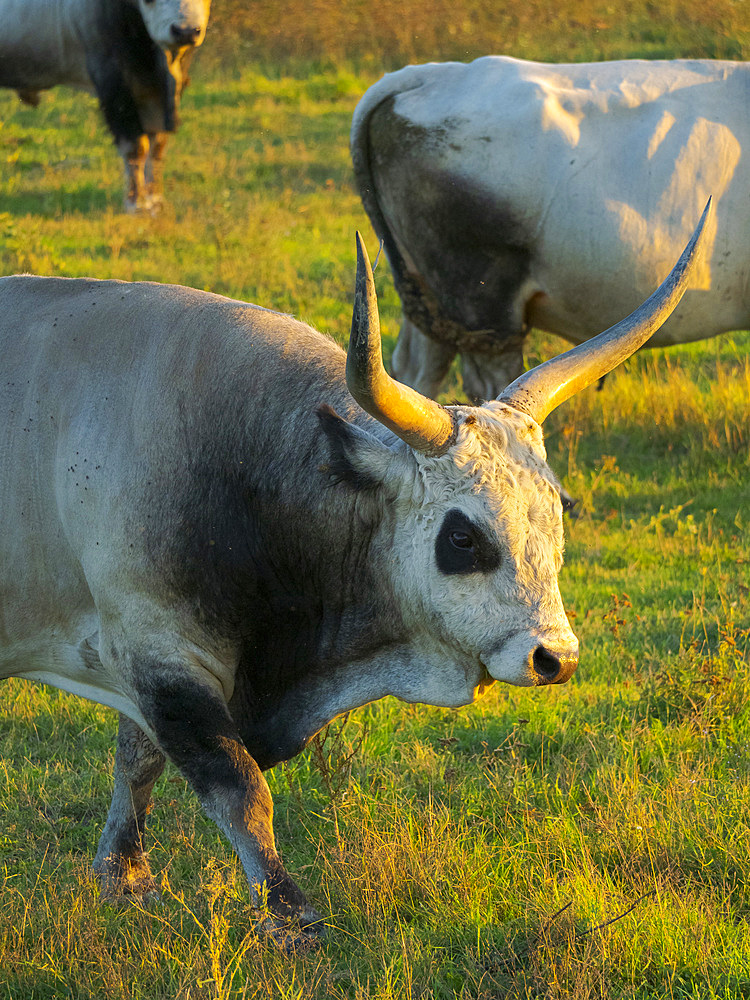 Hungarian Grey or Hungarian Steppe Cattle (Magyar Szuerke), an ancient breed of domestic cattle, indigenous to Hungary. National Park Fertoe-Hansag, part of UNESCO world heritage Fertoe - Neusiedlersee Cultural Landscape. Europe, Eastern Europe, Hungary