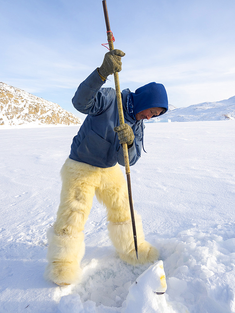 Harvesting a seal from a trap underneath the sea ice. Inuit hunter wearing traditional trousers and boots made from polar bear fur, Melville Bay near Kullorsuaq in North Greenland. North America, danish teritorry