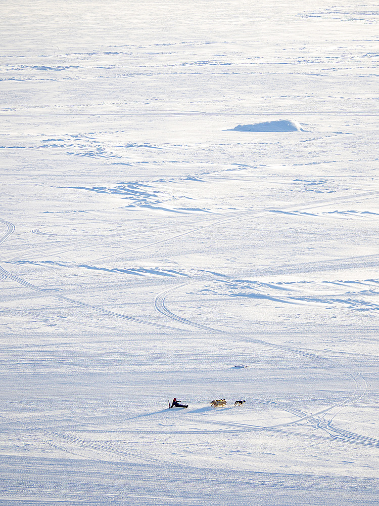 Dog sled in a fan hitch on the sea ice of the Melville Bay near Kullorsuaq in North Greenland. North America, danish teritorry