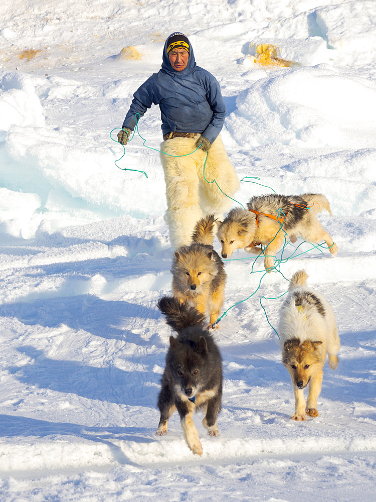 Harnessing the sled dogs. The hunter is wearing traditionl trousers and boots made from polar bear fur. The traditional and remote greenlandic inuit village Kullorsuaq, Melville Bay, part of Baffin Bay. America, North America, Greenland, Danish territory