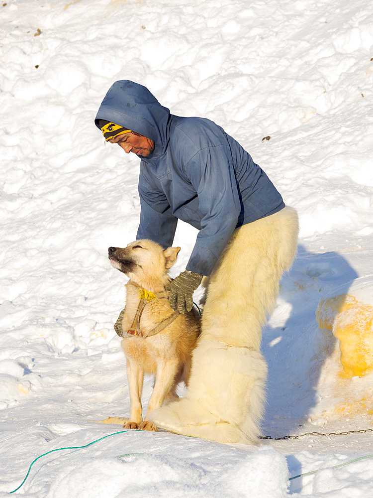 Harnessing the sled dogs. The hunter is wearing traditionl trousers and boots made from polar bear fur. The traditional and remote greenlandic inuit village Kullorsuaq, Melville Bay, part of Baffin Bay. America, North America, Greenland, Danish territory