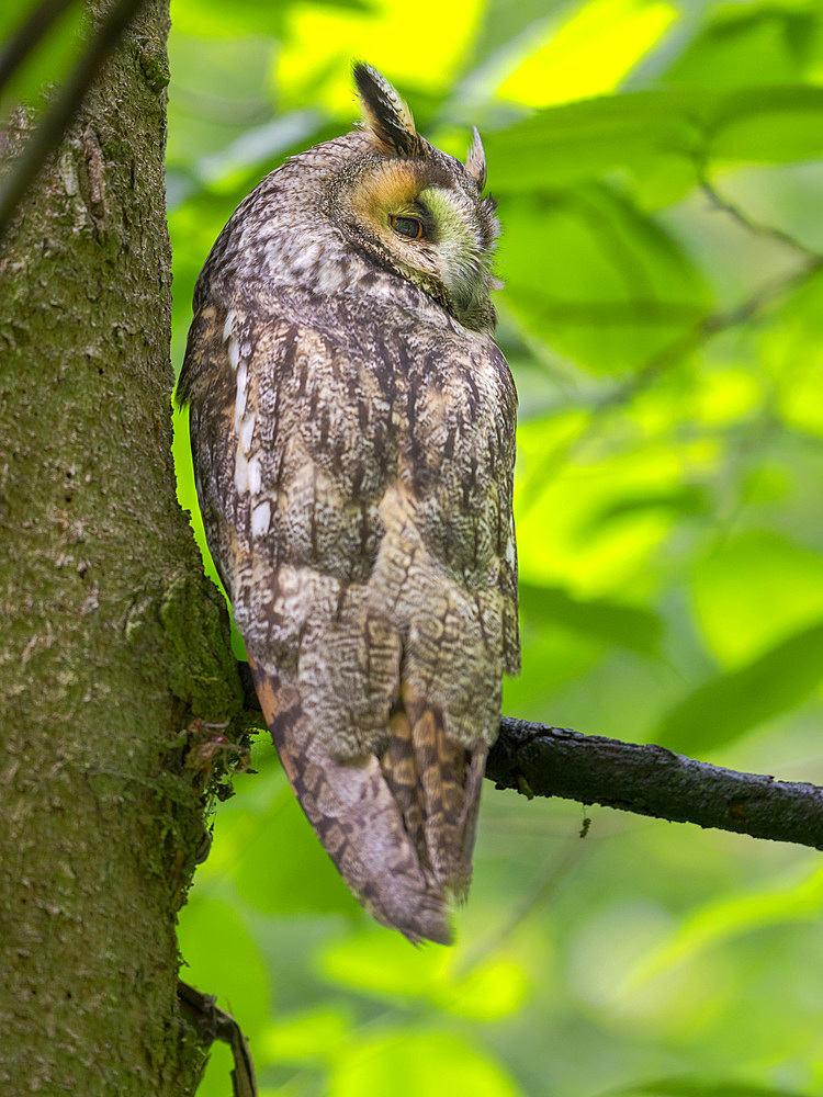 Long-eared owl (Asio otus). National Park Bavarian Forest, enclosure. Europe, Germany, Bavaria