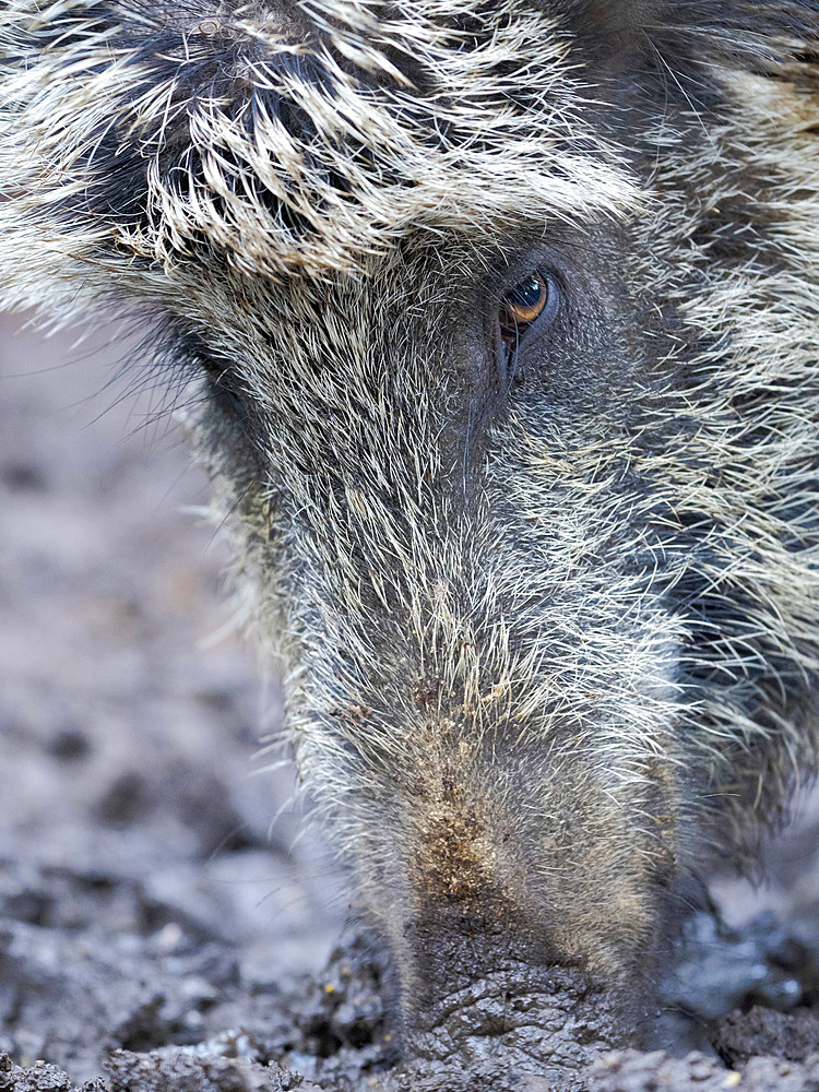 Wild Boar (Sus scrofa) in Forest. National Park Bavarian Forest, enclosure. Europe, Germany, Bavaria