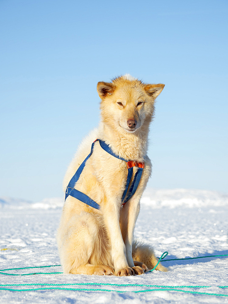 Sled dog in the northwest of Greenland during winter on the sea ice of the frozen Melville Bay. Kullorsuaq, a traditional greenlandic inuit settlement in the Melville Bay. America, North America, Greenland, Denmark