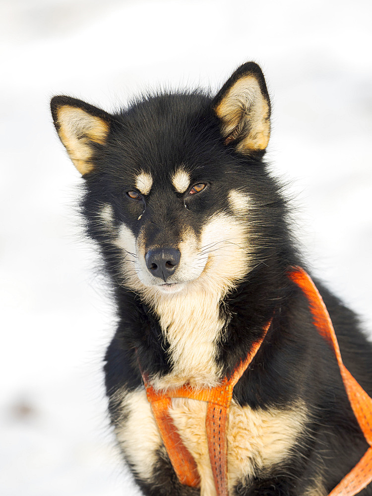 Sled dog in the northwest of Greenland during winter. Kullorsuaq, a traditional greenlandic inuit settlement in the Melville Bay. America, North America, Greenland, Denmark