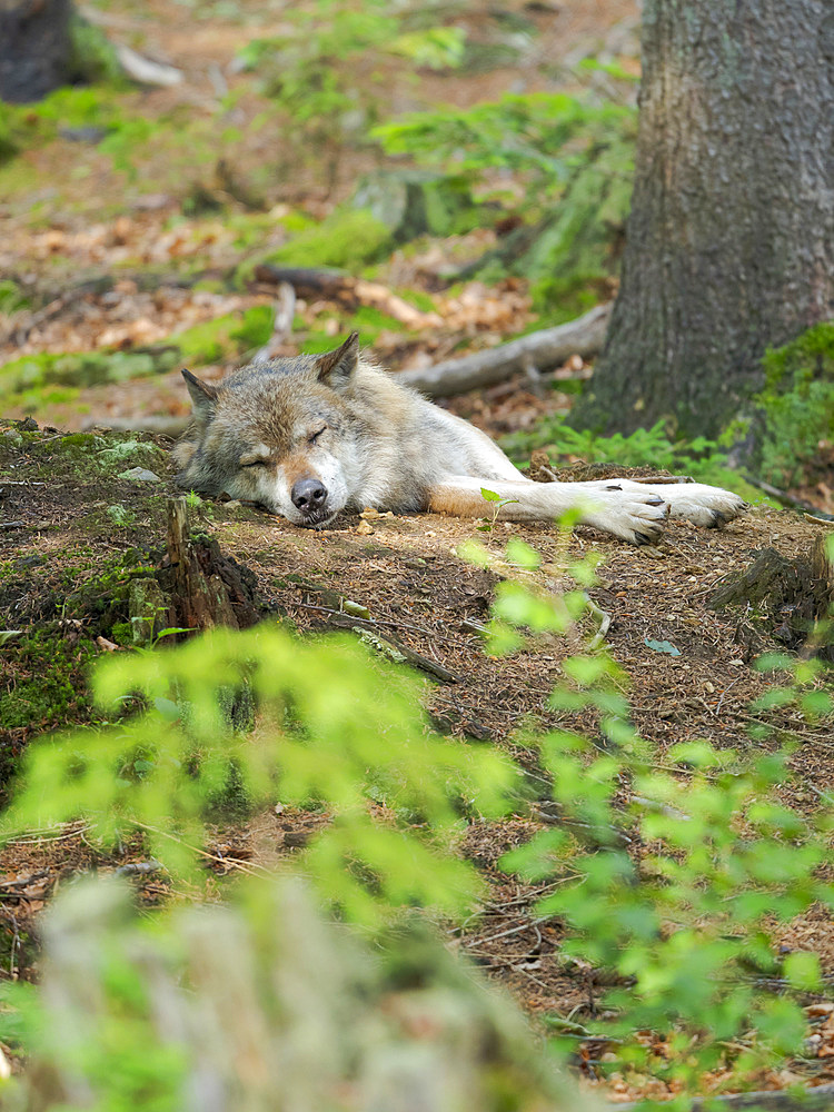 Eurasian Wolf (Canis lupus) National Park Bavarian Forest, enclosure, Germany