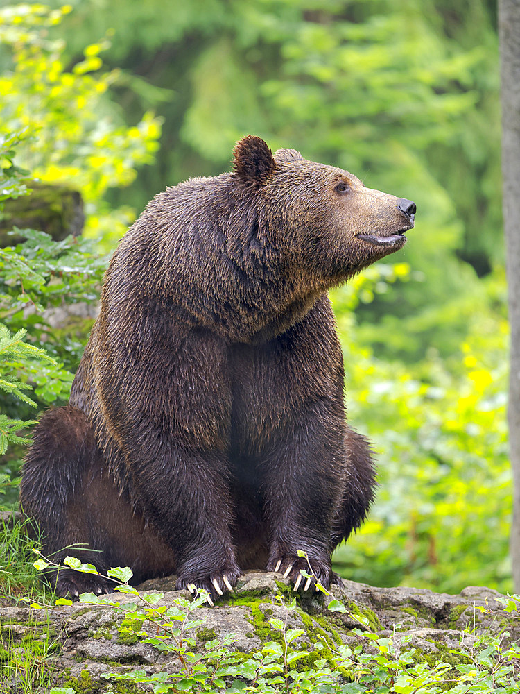 Eurasian brown bear (Ursus arctos arctos) National Park Bavarian Forest, enclosure, Germany