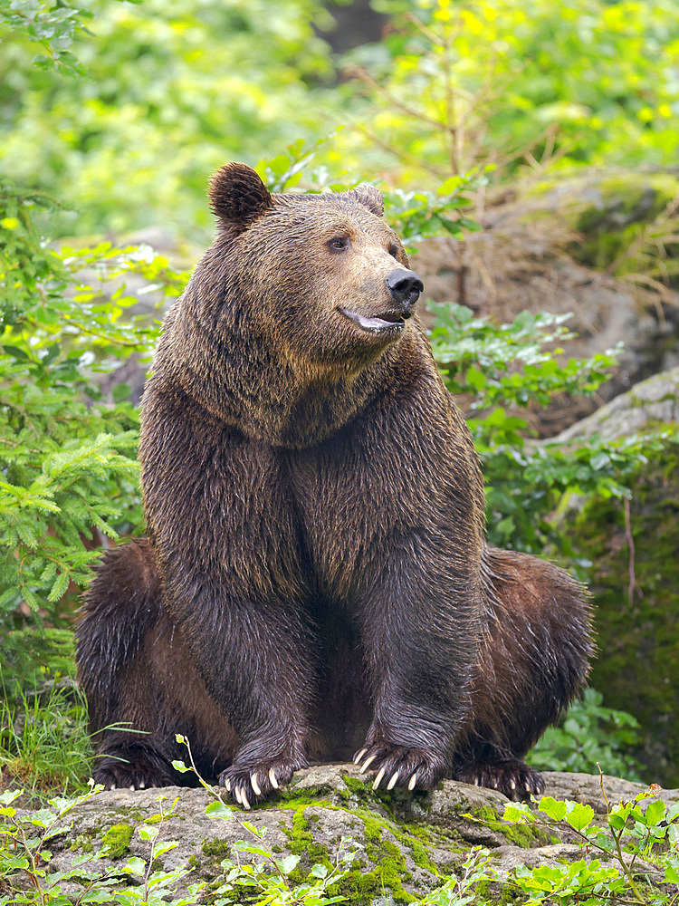 Eurasian brown bear (Ursus arctos arctos) National Park Bavarian Forest, enclosure, Germany