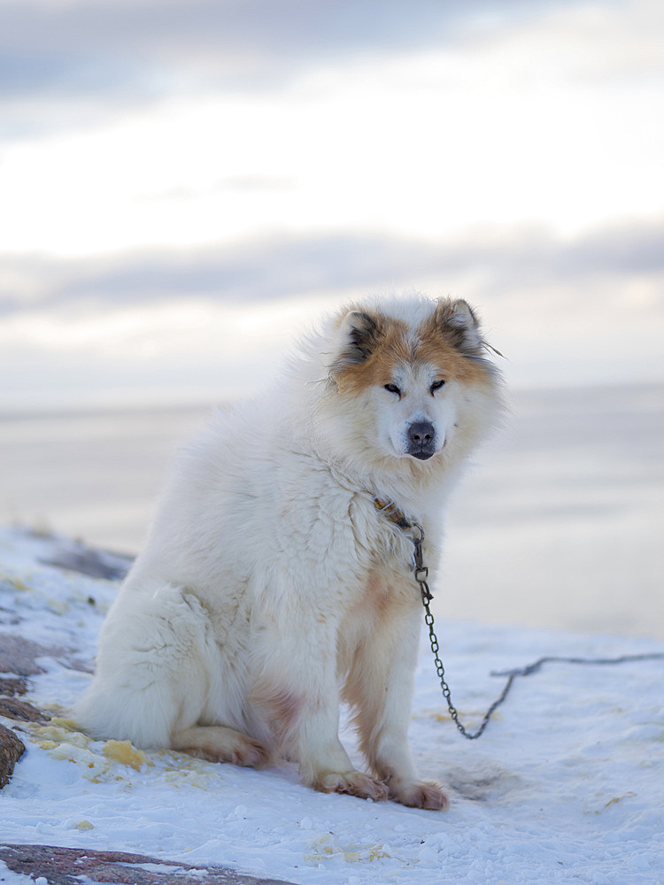 Sled dogs in town. Winter in Ilulissat on the shore of Disko Bay. America, North America, Greenland, Denmark