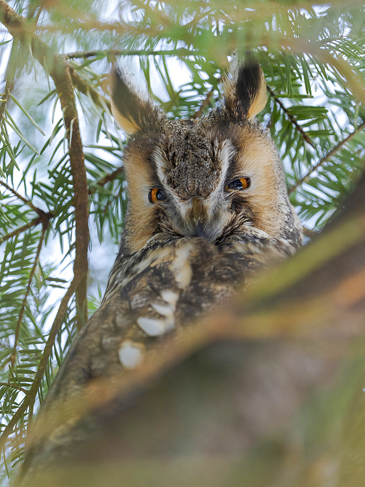 Long-eared owl (Asio otus). Enclosure area of the National Park Bavarian Forest. Europe, Central Europe, Germany.