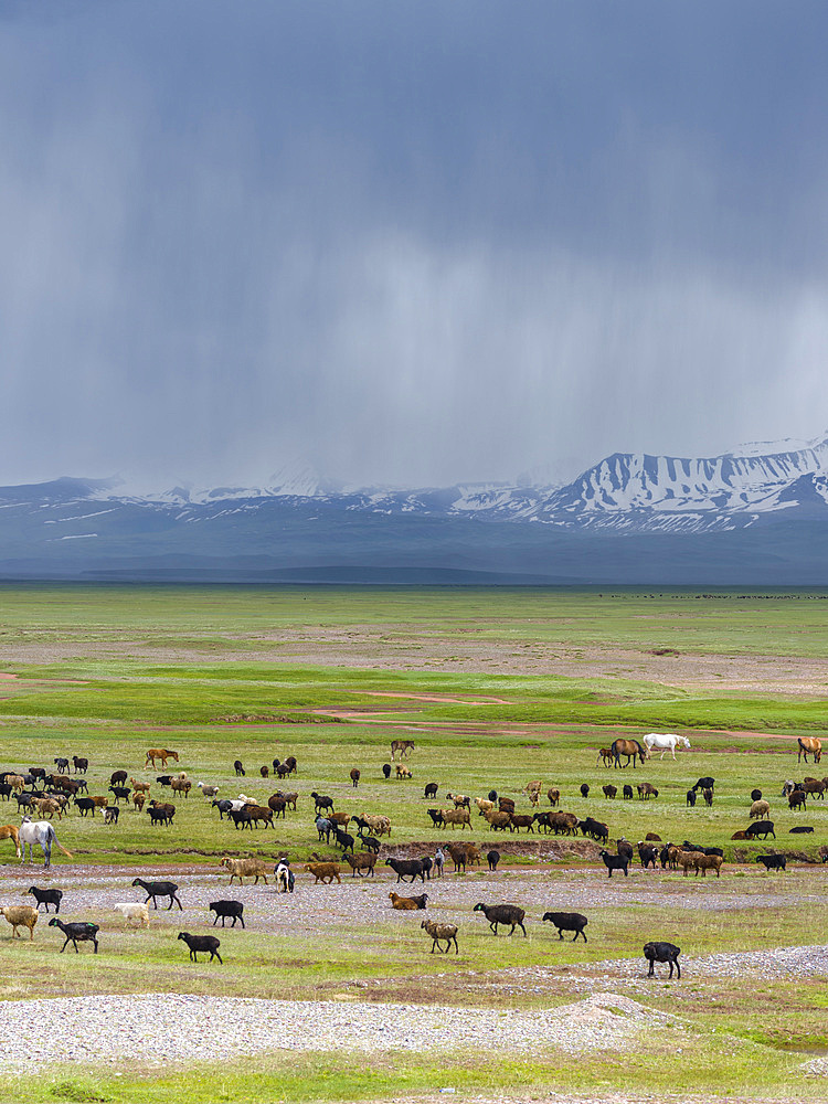 Sheeps in the Alaj valley in front of the Trans - Allay mountain range in the Pamir mountains. Asia, Central Asia, Kyrgyzstan