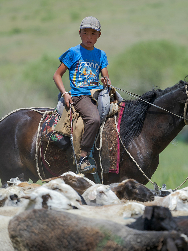 Young shepherd driving sheep. Folk Festival commemorating the origin myth the Tien Shan Maral (Tian Shan wapiti), an origin myth of the Kyrgyz tribes. Near Tasch Baschat, Naryn region. Asia, Central Aisa, Kyrgyzstan