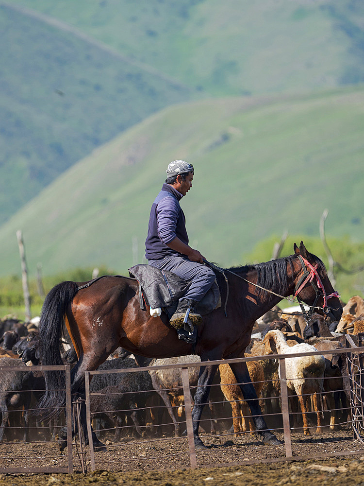 Herder on horseback with sheep and goats. A typical farm on the Suusamyr plain, a high valley in Tien Shan Mountains. Asia, central Asia, Kyrgyzstan